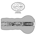 Kép 3/9 - Lovetoy Alien's Pie Masturbator 1